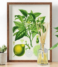 Load image into Gallery viewer, Citrus tonic diffuser
