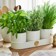 Load image into Gallery viewer, Herb pots - buttermilk