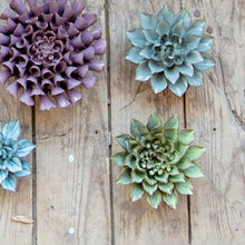 Load image into Gallery viewer, Coral 8 - medium - green