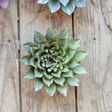 Load image into Gallery viewer, Coral 8 - medium - green