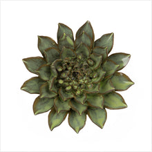 Load image into Gallery viewer, Coral 8 - medium - green