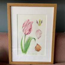 Load image into Gallery viewer, Tulip original framed drawing
