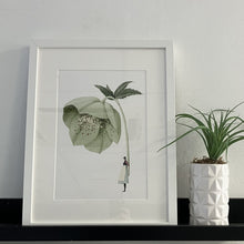 Load image into Gallery viewer, Hellebore green &#39;In Bloom&#39; mounted print
