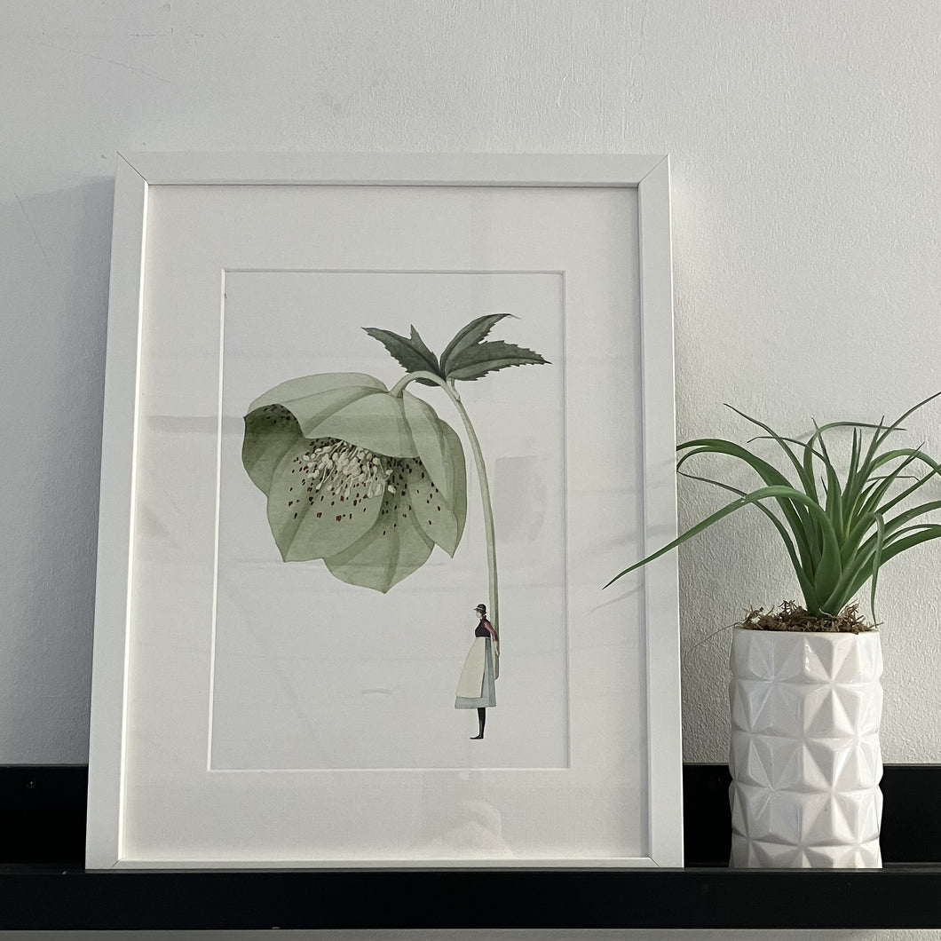 Hellebore green 'In Bloom' mounted print
