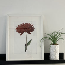 Load image into Gallery viewer, Dahlia red &#39;In Bloom&#39; mounted print
