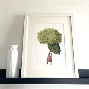 Hydrangea Annabelle mounted print