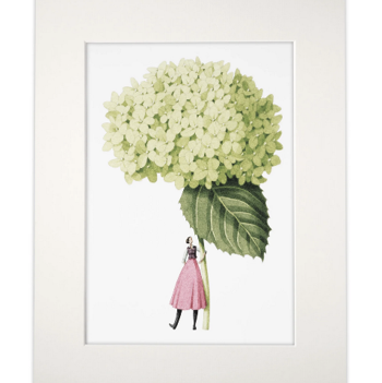 Hydrangea Annabelle mounted print