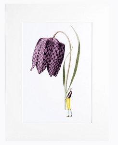 Fritillary 'In Bloom' mounted print