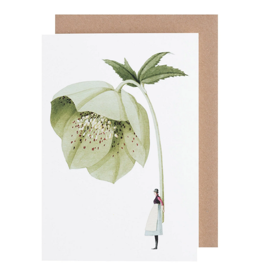 Greetings card - green hellebore