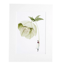 Load image into Gallery viewer, Hellebore green &#39;In Bloom&#39; mounted print
