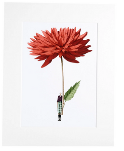 Dahlia red 'In Bloom' mounted print