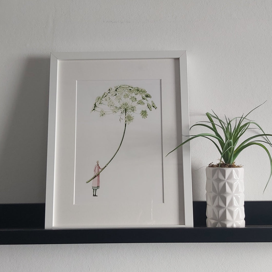 Mounted print - ammi 'in bloom'