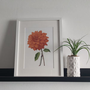 Mounted print - dahlia orange 'in bloom'
