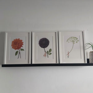 Mounted print - ammi 'in bloom'