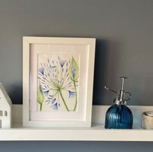 Load image into Gallery viewer, Agapanthus blue original watercolour framed painting

