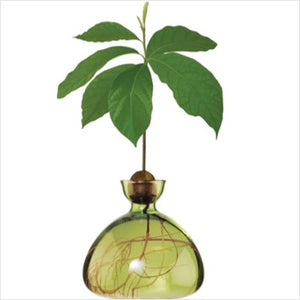 Avocado vases - various colours available