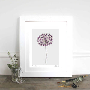 Allium - unframed print