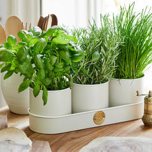 Load image into Gallery viewer, Herb pots - buttermilk
