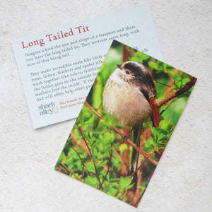 Long tailed tit brooch