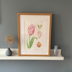 Tulip original framed drawing