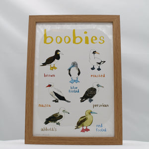 Boobies A4 print