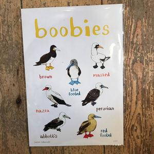 Boobies A4 print