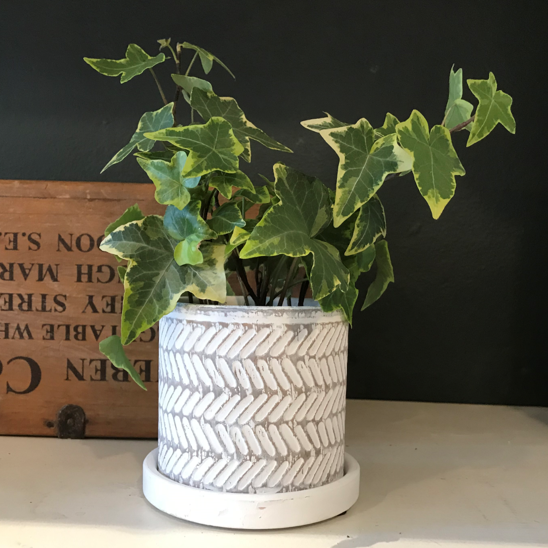Balter pot (with drainage) - white leaves