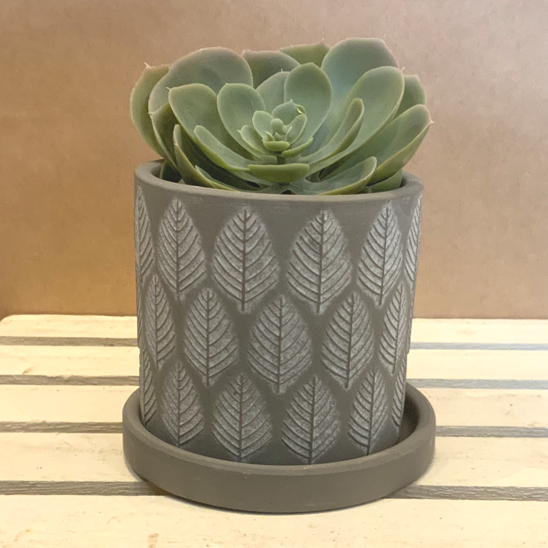Balter pot (with drainage) - grey leaves